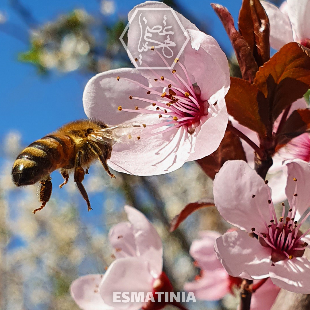 استارت بهاره زنبورداری