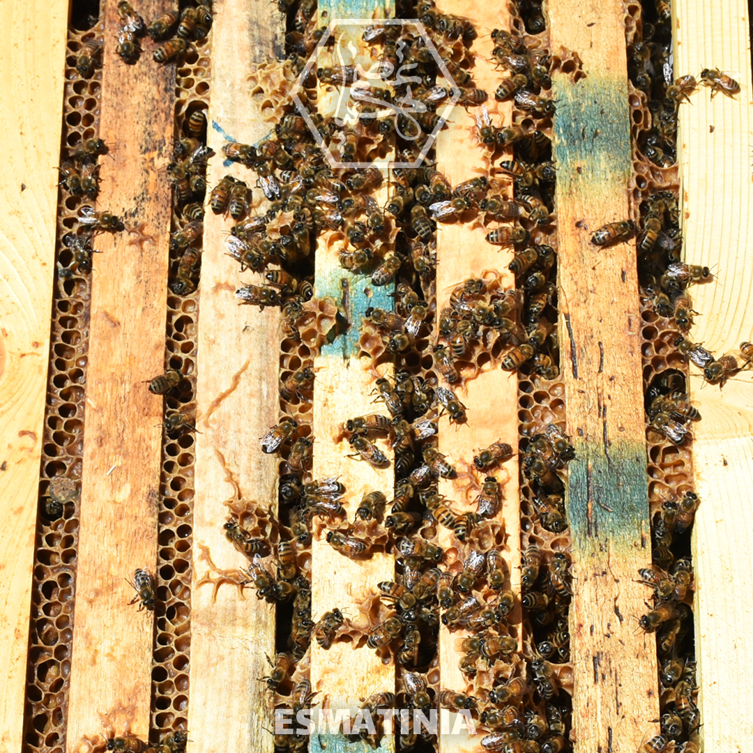 تغذیه اول فصل زنبورعسل